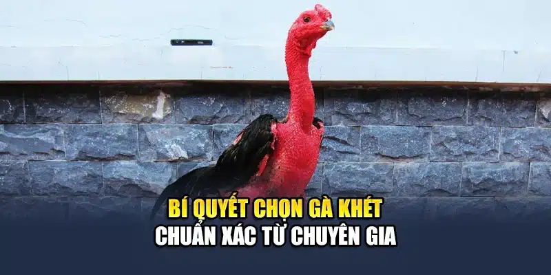 Khám Phá Thông Tin Về Gà Khét Chiến Đấu Đỉnh Cao Cùng QH88 3 Bí quyết chọn gà khét chuẩn xác từ chuyên gia