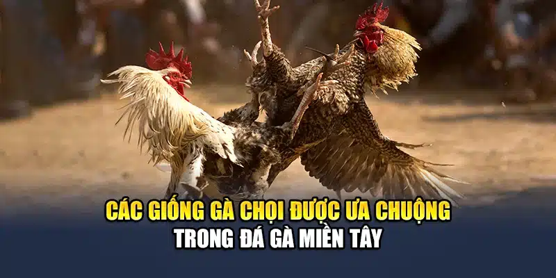 Đá Gà Miền Tây - Tìm Hiểu Hình Thức Giải Trí Kịch Tính 2 Các giống gà chọi được ưa chuộng trong đá gà miền Tây