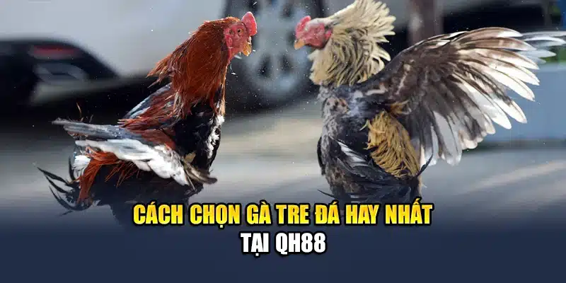 Đá Gà Tre - Khám Phá Các Trận Đấu Nảy Lửa Cùng QH88 2 Cách chọn gà tre đá hay nhất tại QH88