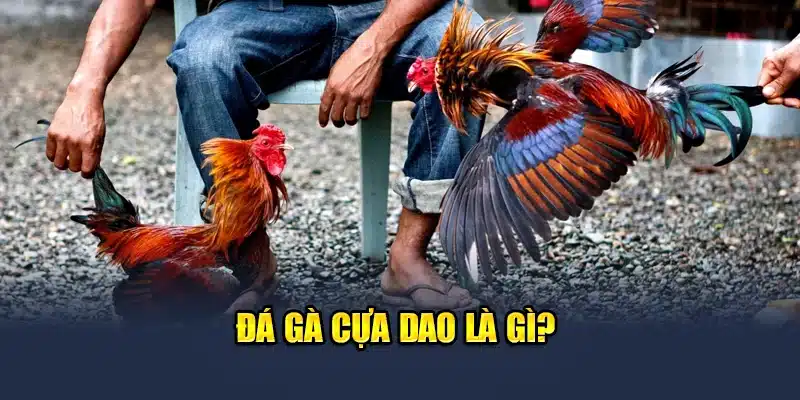 Trải Nghiệm Đá Gà Cựa Dao Đỉnh Cao Cùng QH88 Ngay Hôm Nay 1 Đá gà cựa dao là gì?