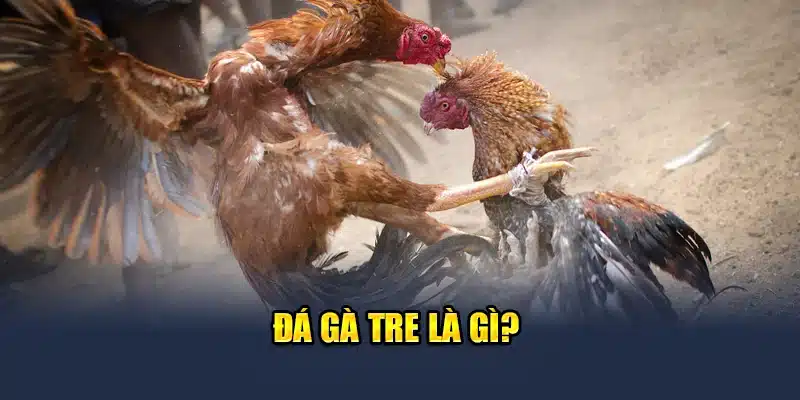 Đá Gà Tre - Khám Phá Các Trận Đấu Nảy Lửa Cùng QH88 1 Đá gà tre là gì?