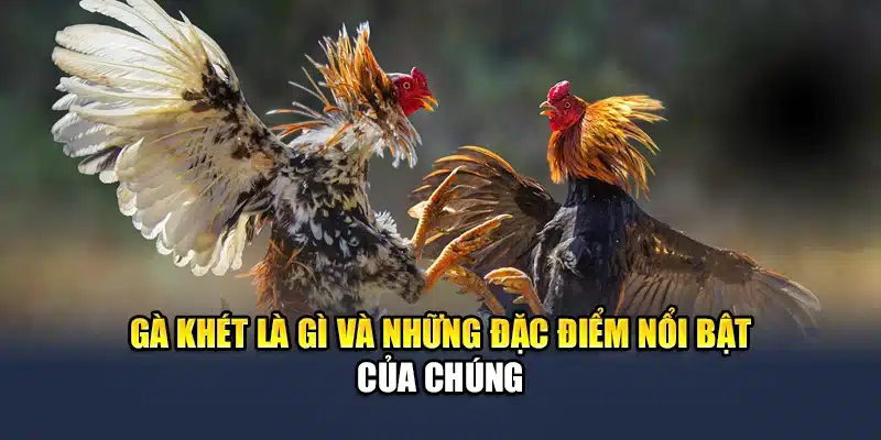 Khám Phá Thông Tin Về Gà Khét Chiến Đấu Đỉnh Cao Cùng QH88 1 Gà khét là gì và những đặc điểm nổi bật của chúng