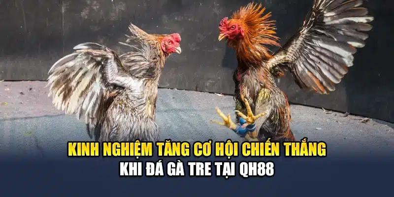 Đá Gà Tre - Khám Phá Các Trận Đấu Nảy Lửa Cùng QH88 3 Kinh nghiệm tăng cơ hội chiến thắng khi đá gà tre tại QH88