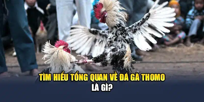 Tổng Hợp Luật Đá Gà Thomo Dành Cho Những Ai Chưa Biết 1 Tìm hiểu tổng quan về đá gà Thomo là gì?